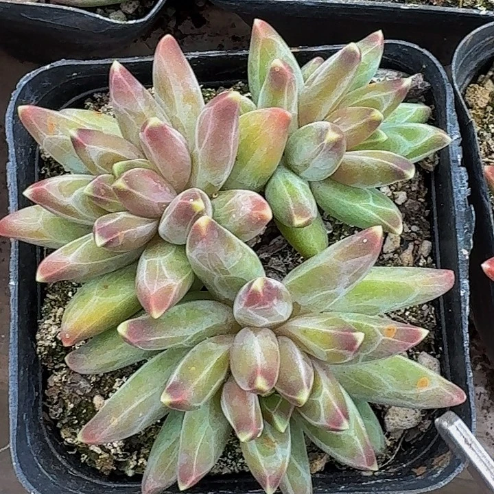 桔云多肉美人精品系列