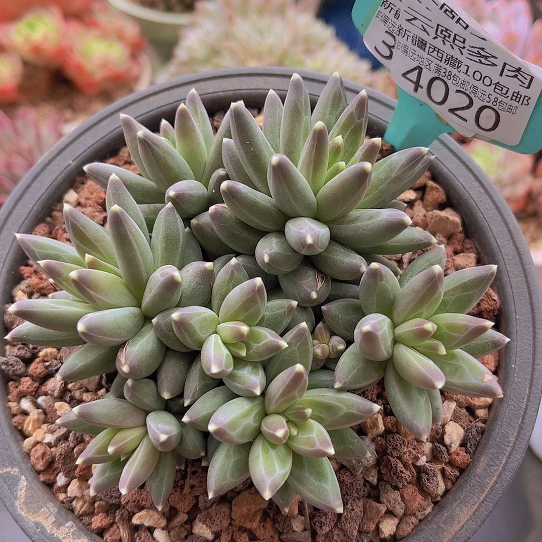 4020乌拉克拉多肉植物