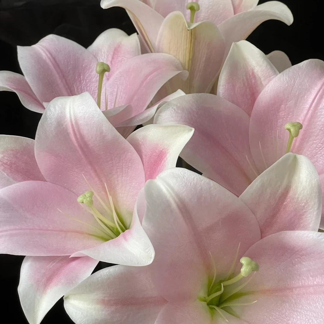 粉铁炮百合10支（家庭瓶插花）