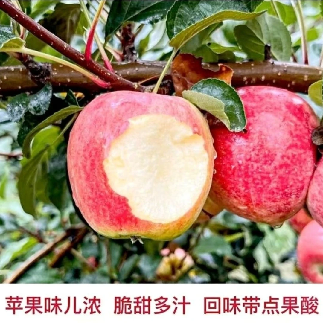 坏果包赔放不软鲁丽新鲜采摘红苹果脆甜多汁产地直发孕妇水果酸甜