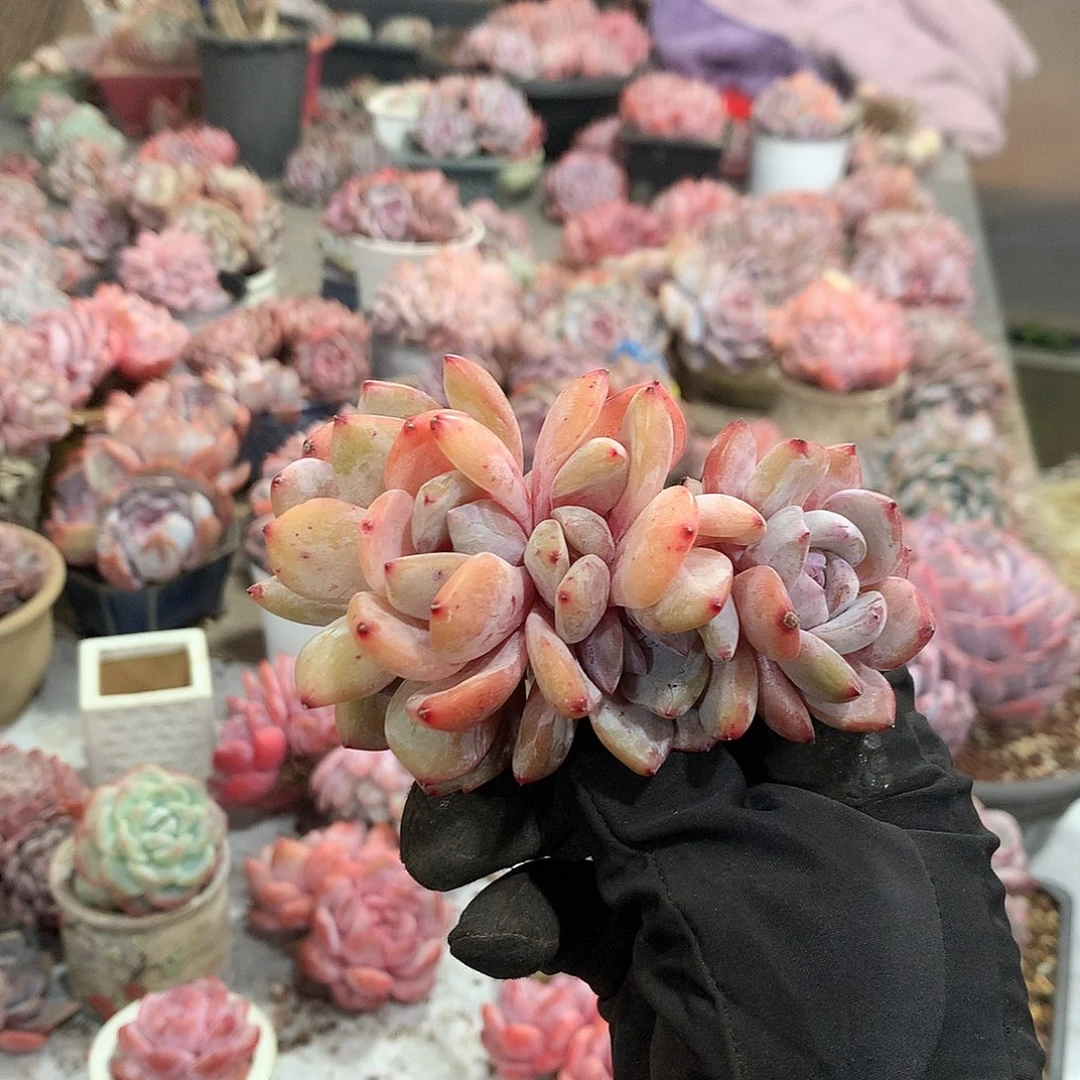 哈哈哈哈哈哈哈哈