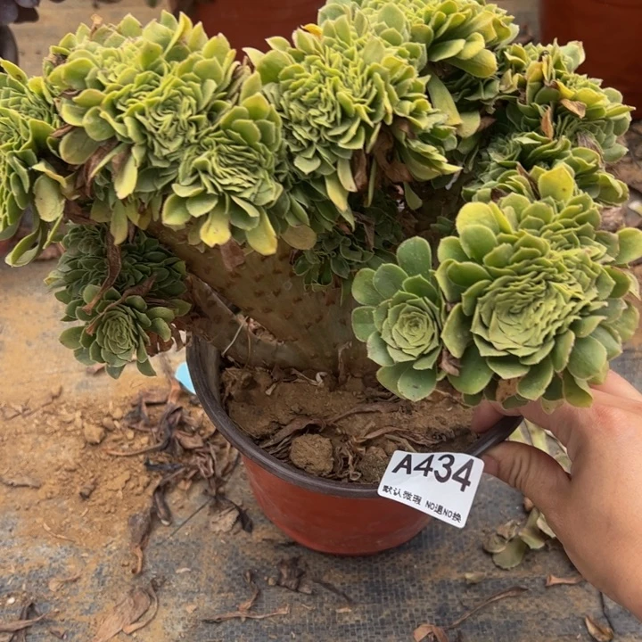 绿缀多肉植物434.
