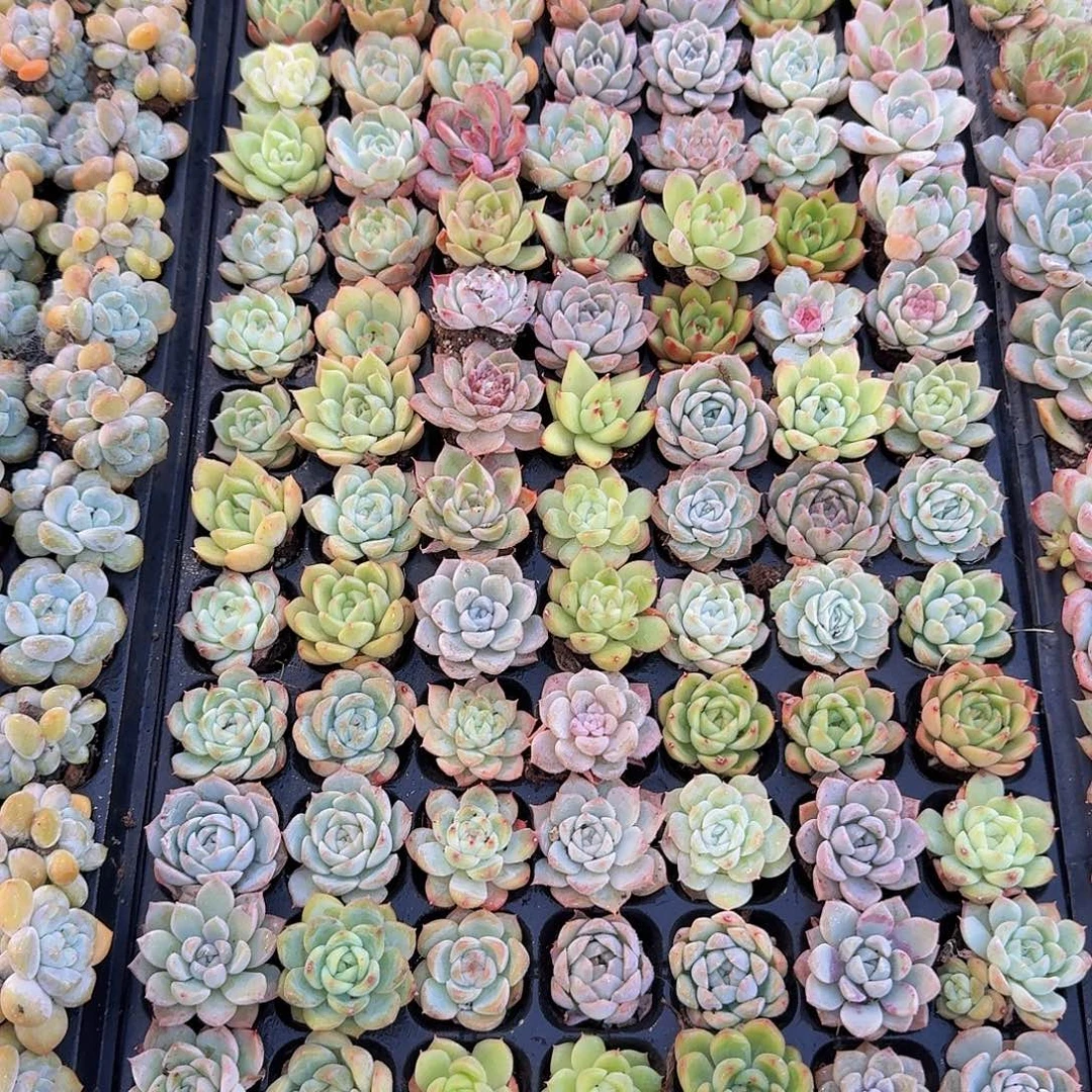 直播福利一物一拍30