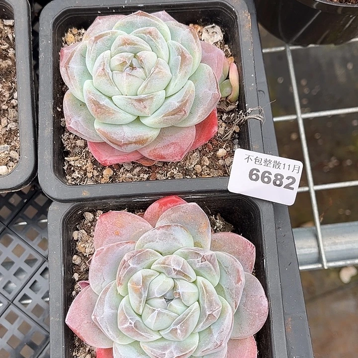 阿雅园艺。       6682冰玉两颗