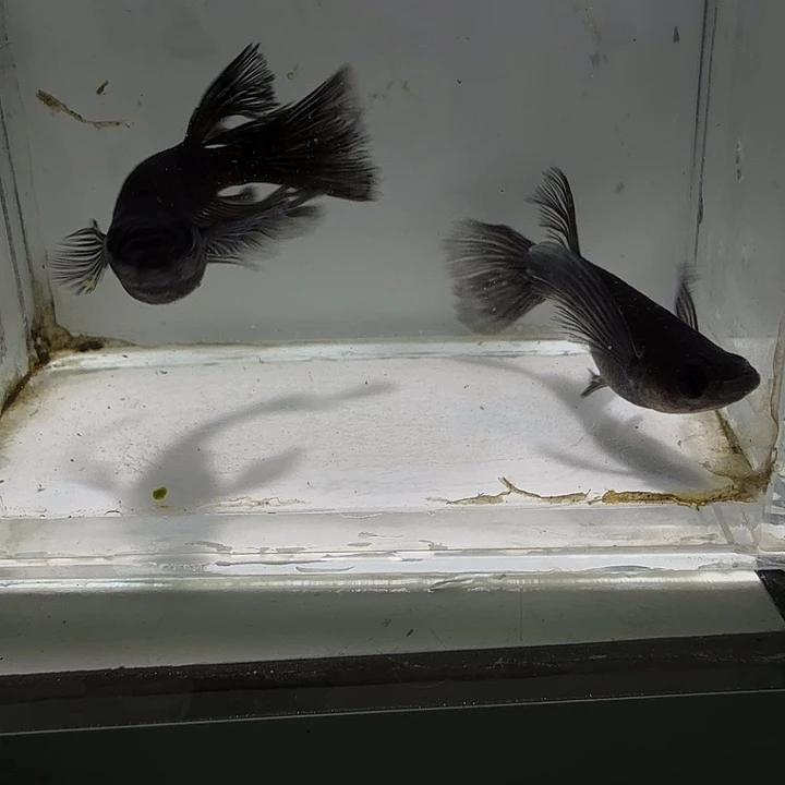 青鳉鱼一物一拍674