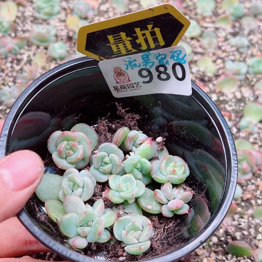 多肉植物多肉植物