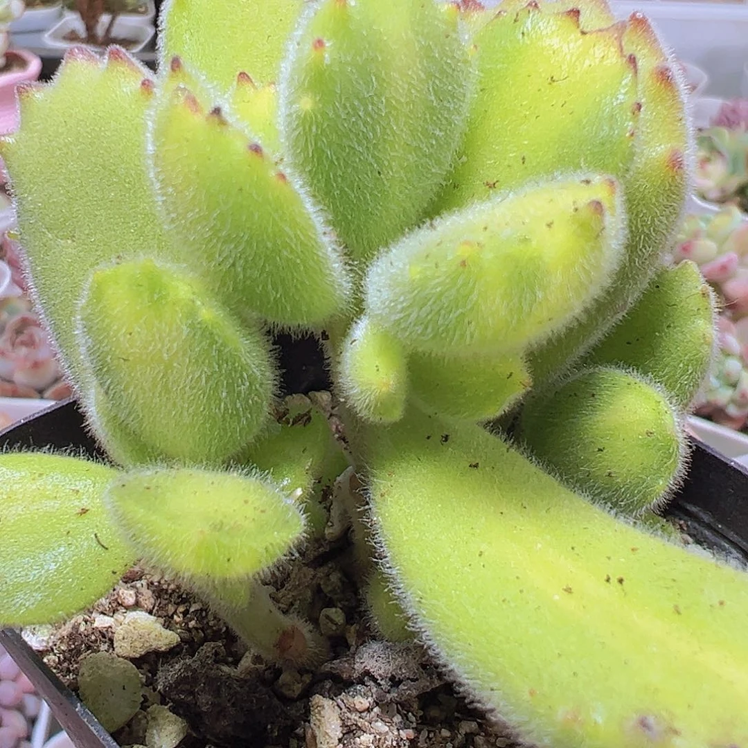 黄熊托土发货19包邮