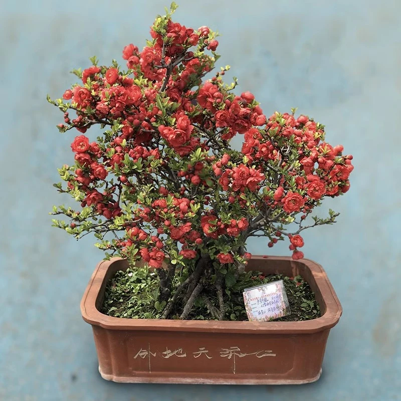 【原生】红牡丹海棠花盆栽老桩盆景阳台庭院花卉植物