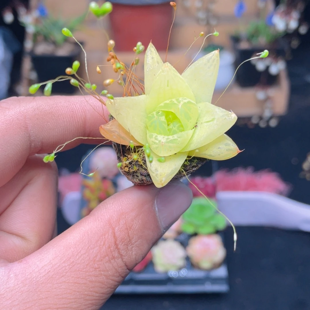 黄金玉露多肉9.9包邮发货