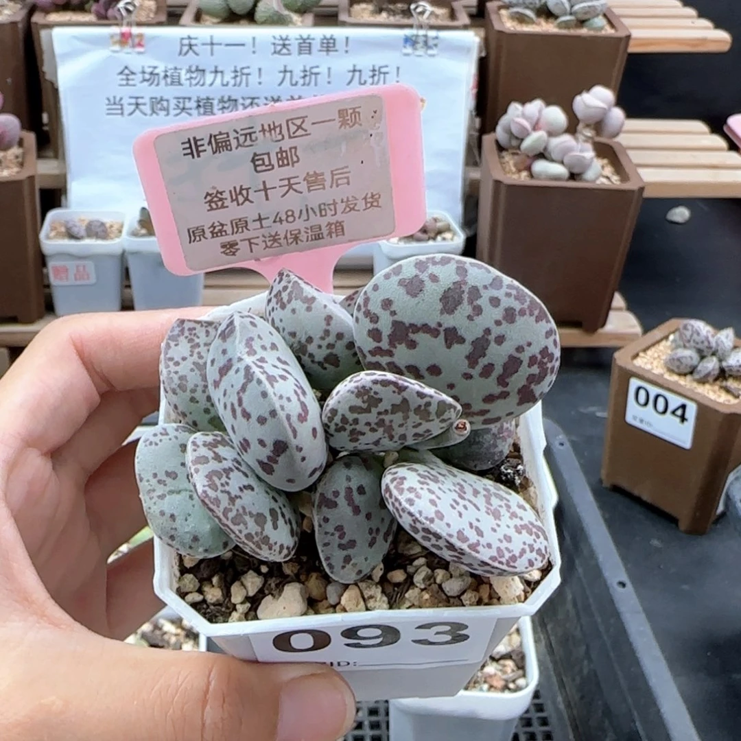 093巨型花旦多肉