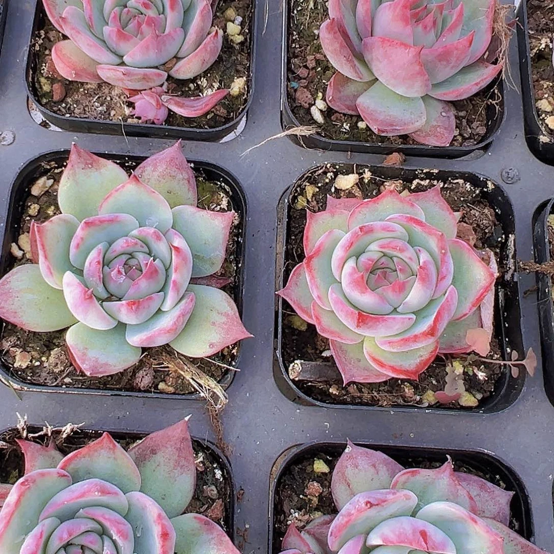 宽叶惊鸿19包邮多肉植物