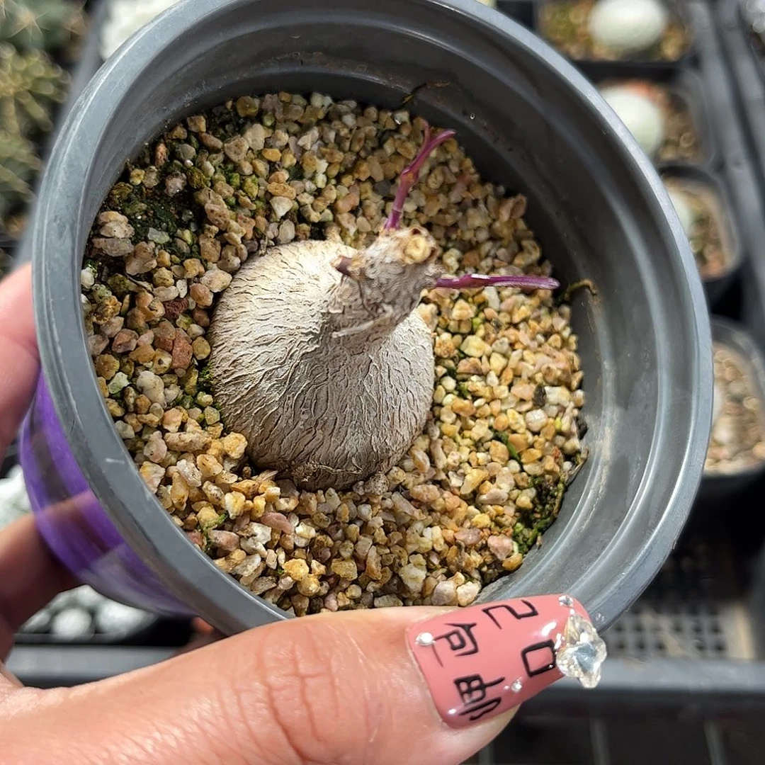 紫背莫罗单头发货单头