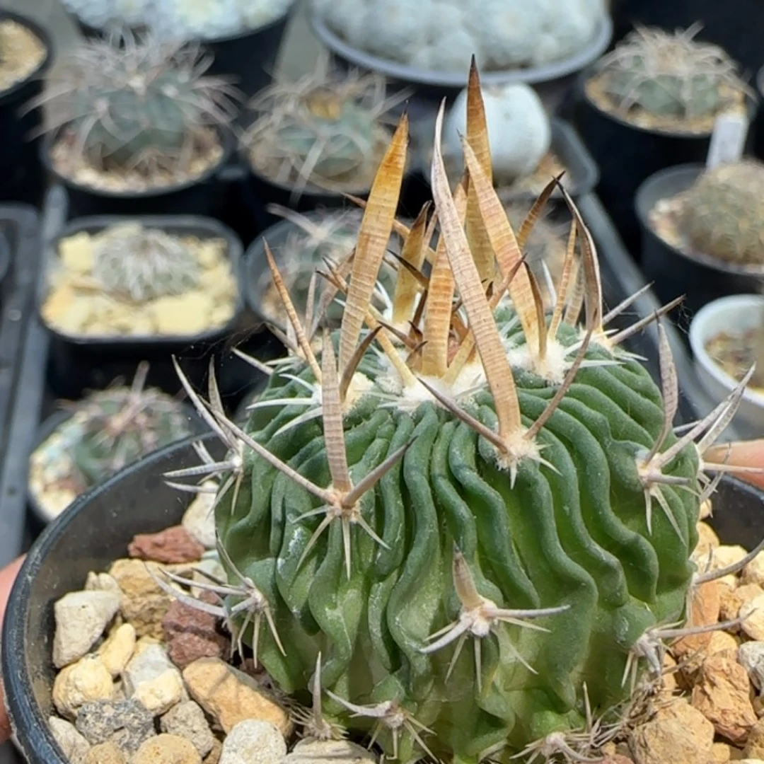 瑞***朴0609实生喷泉刺振武玉多肉4厘米