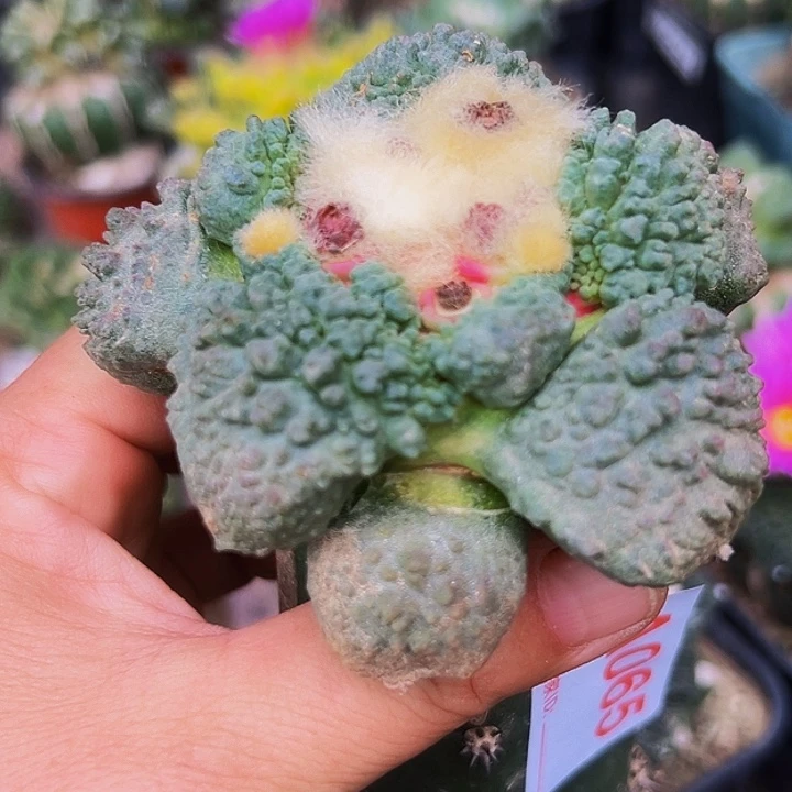 三***迷无花朵福利大尤怒涛牡丹065