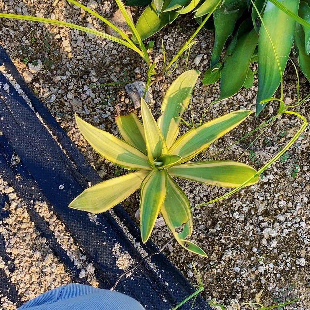 鹦鹉嘴黄腹轮20公分左右