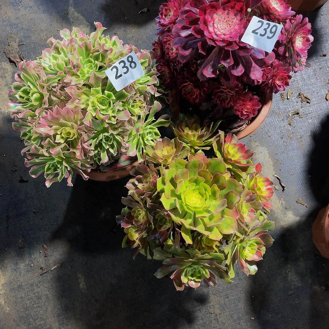 若****7三颗红秀239红桐不值239雨花石238