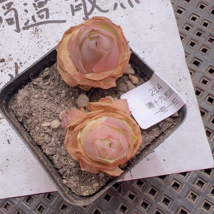 214 裸根不带土发货不包损