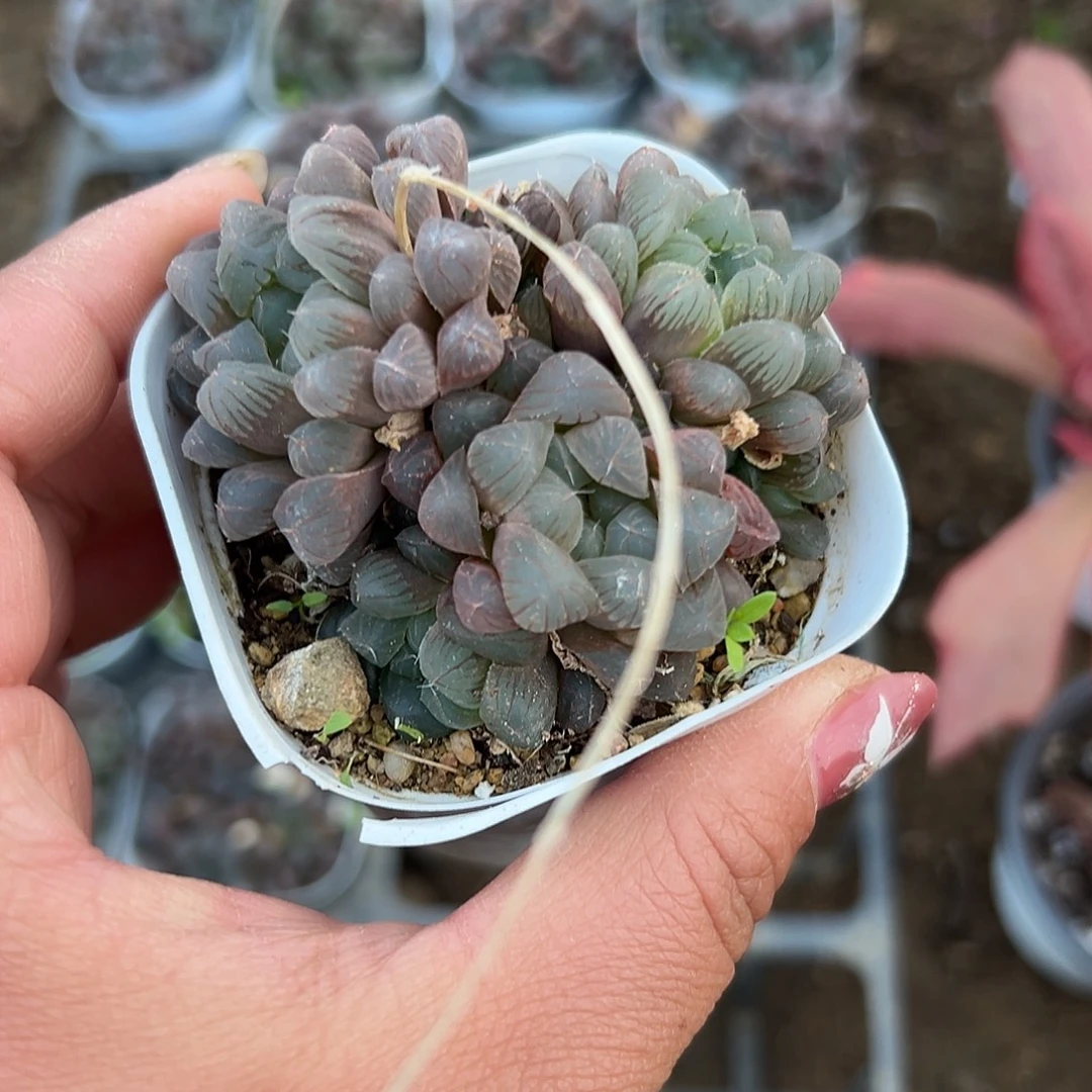 多肉植物玉露群生