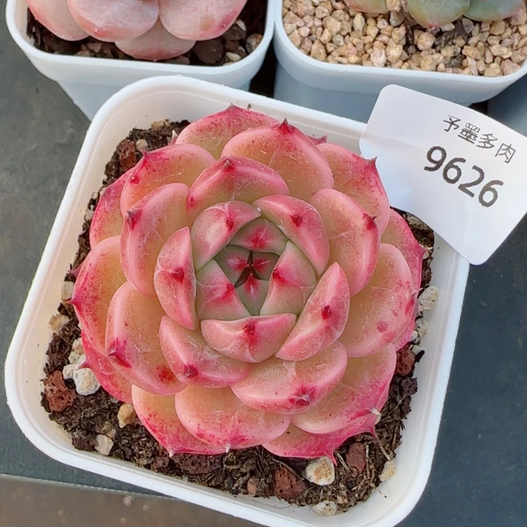 金辉珍妮，9626多肉植物