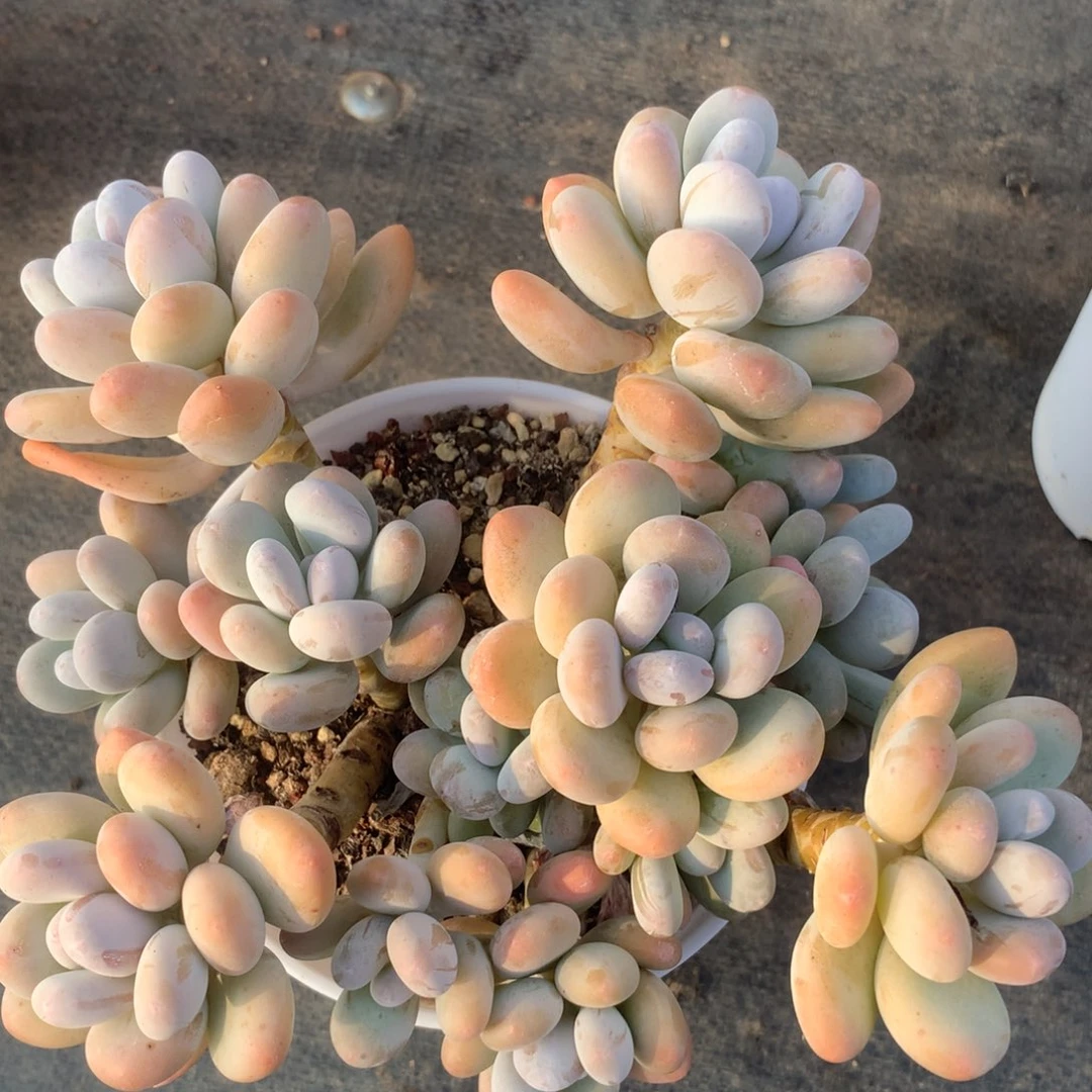 蛋黄奶多肉 一物一拍