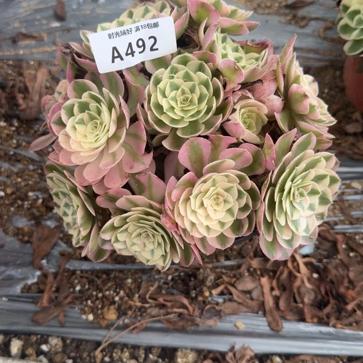 492荔枝。多肉植物