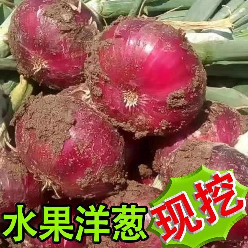 [净重5斤]信阳新鲜现挖带泥紫皮洋葱可生吃皮薄肉厚口感好