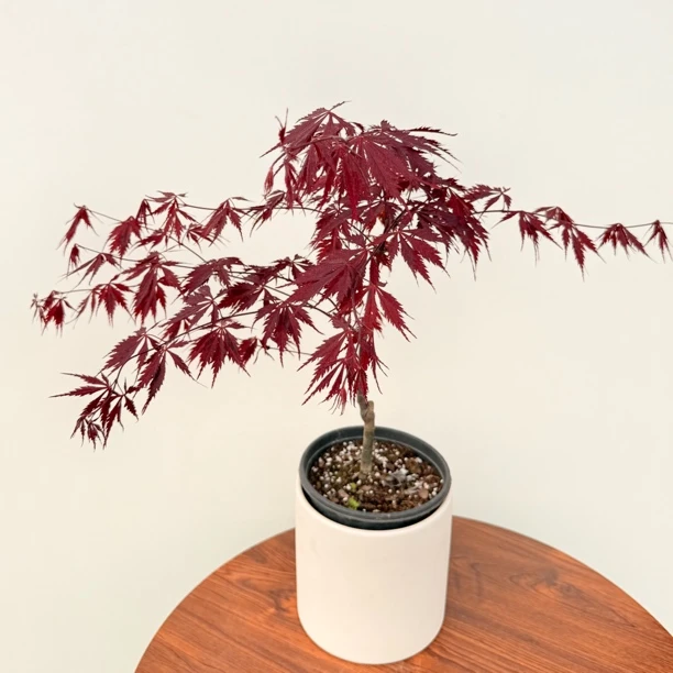 【直播专用】彩叶枫树盆栽流泉祖母精灵泰勒女神橙色蕾丝一物一拍