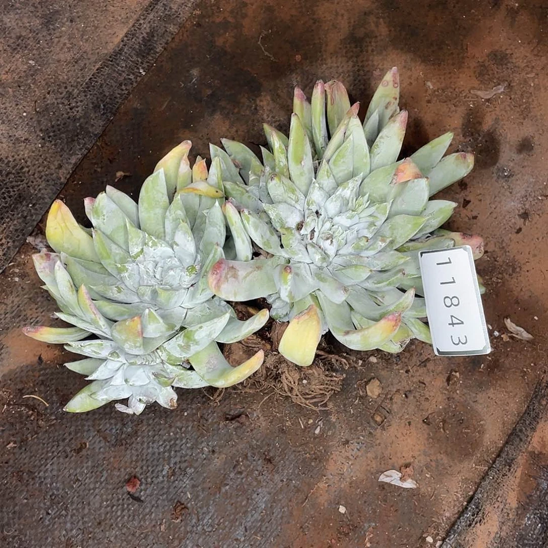 s***.瑕疵特价不售后仙女11843