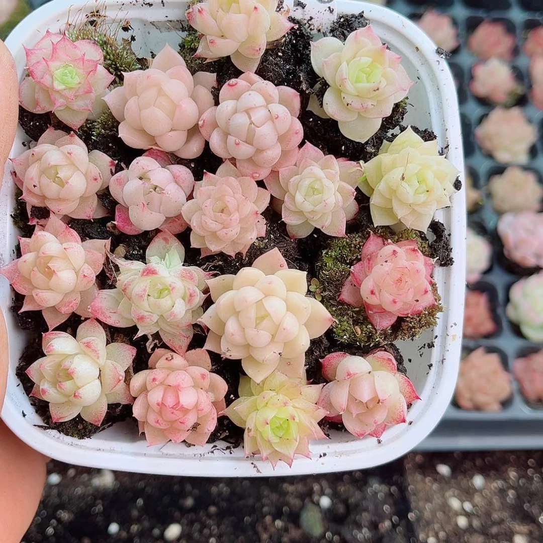 1-676 新疆西藏内蒙不发12.8包邮2-3公分多肉