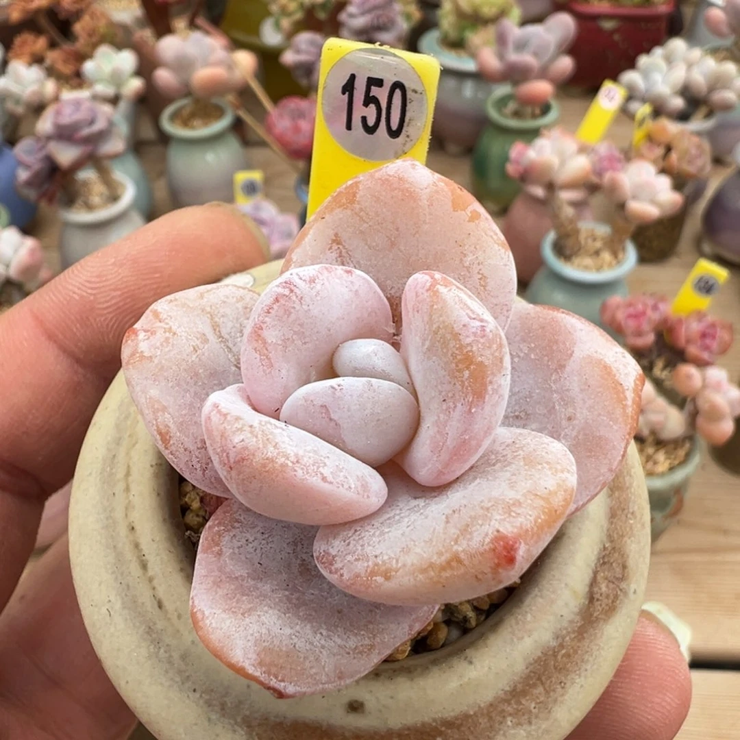 150雪莲老桩单头00000