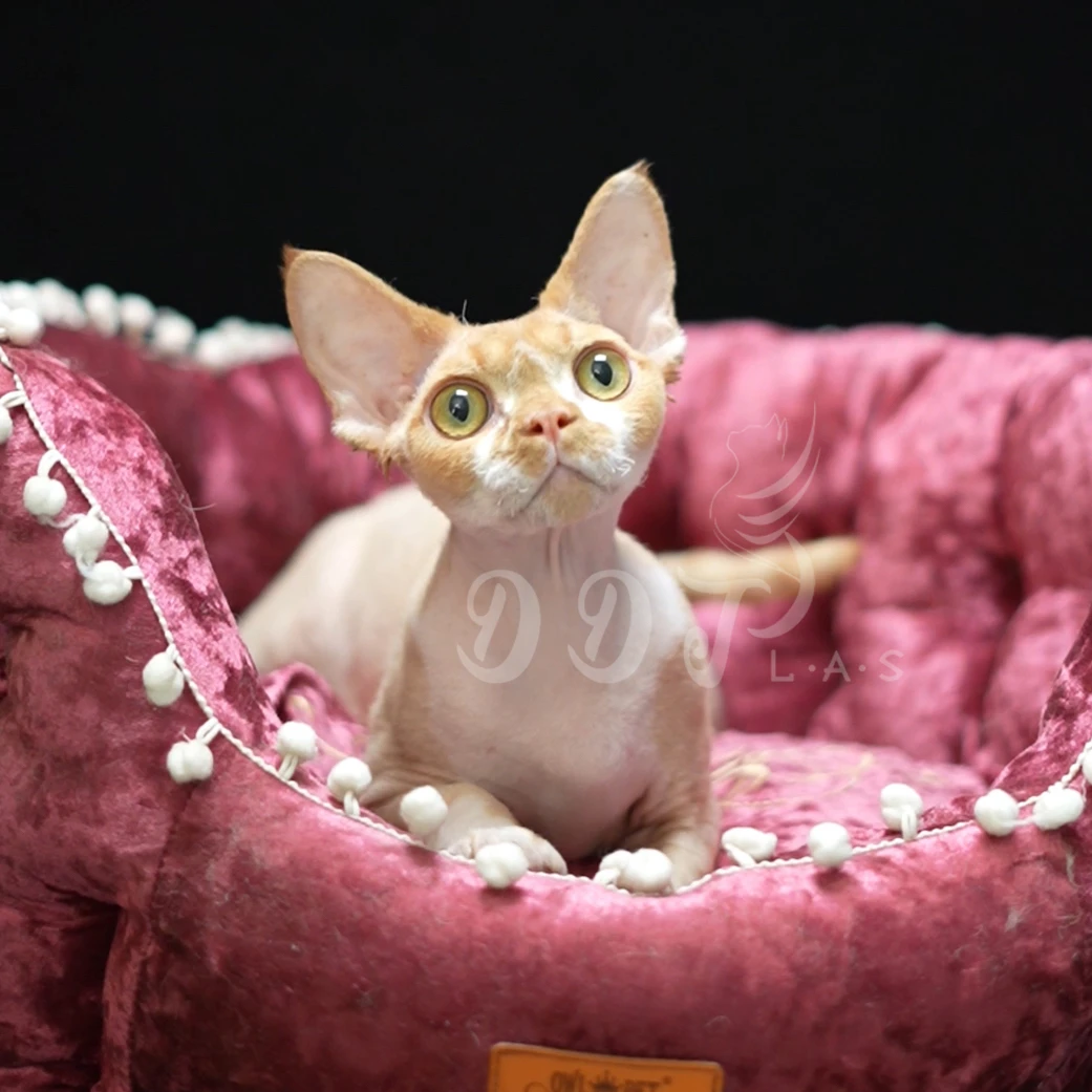 【特价】蛋蛋头猫舍德文猫咪公喵幼猫已绝育