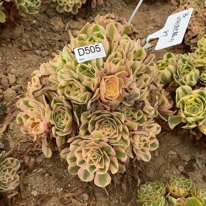 505粉女巫多肉植物