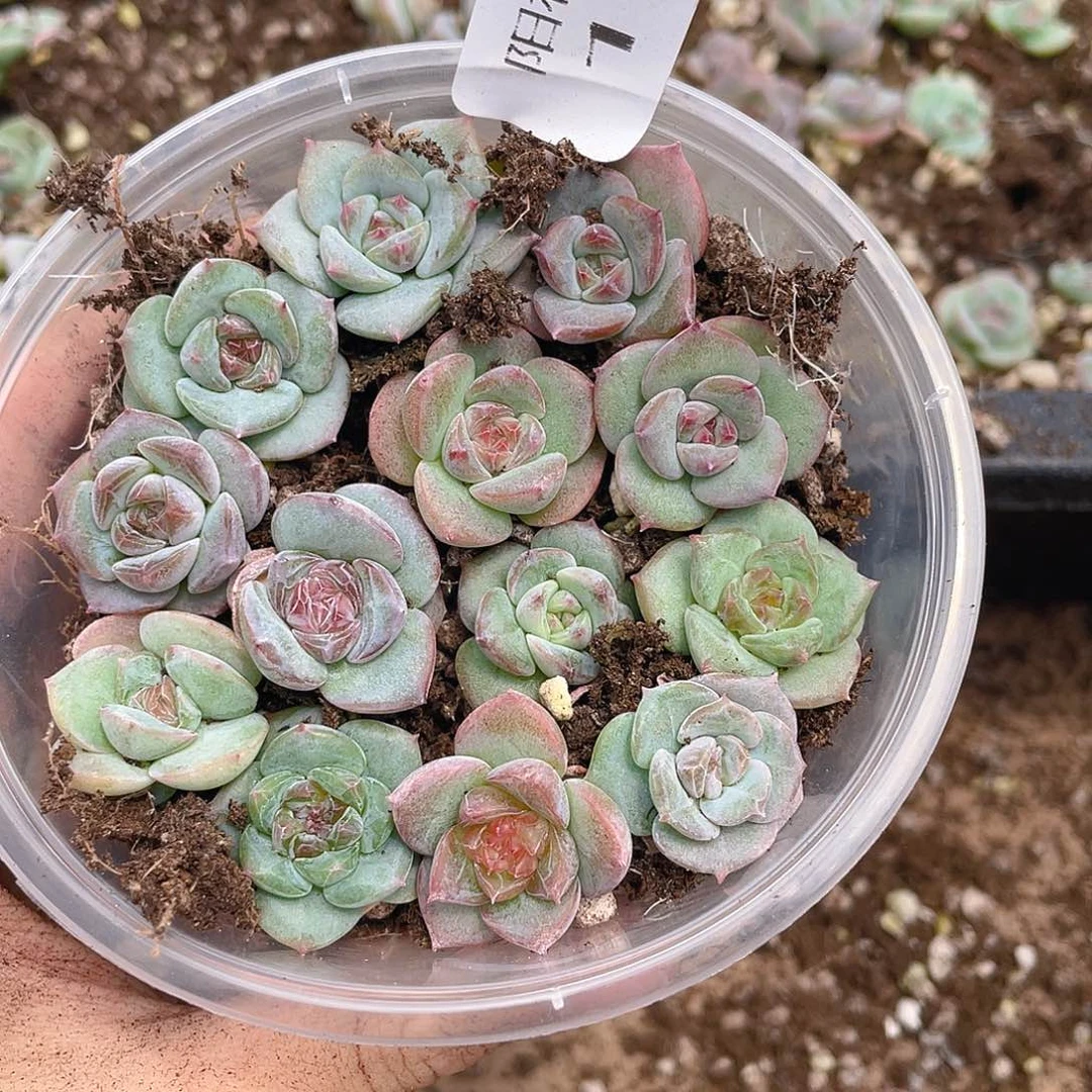 多肉植物多肉植物182