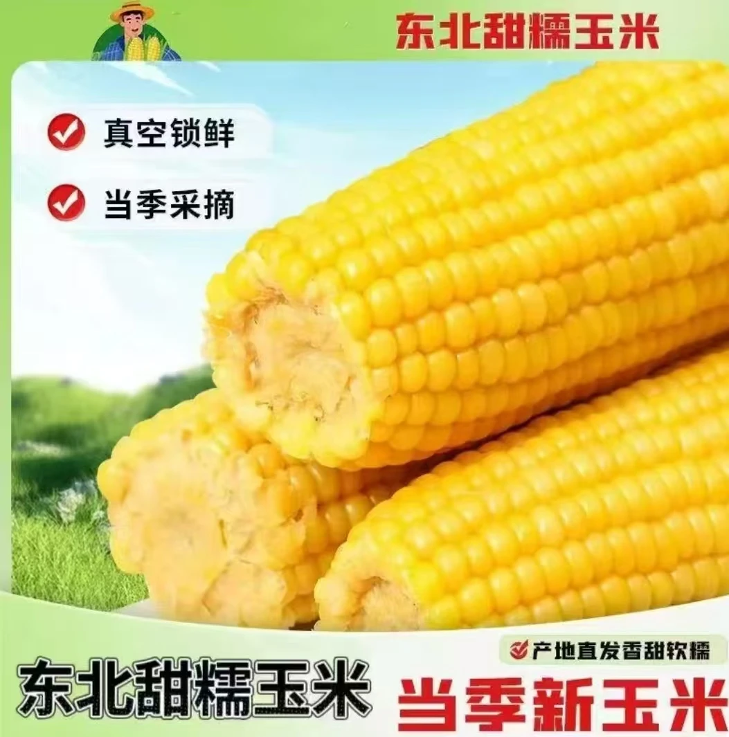 【试吃2根】东北玉米黑土地黄糯玉米真空包装实发12根260-330g大棒