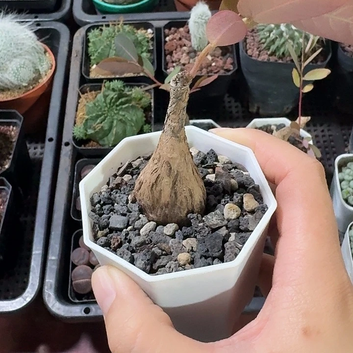 奇异油杆仙人球123