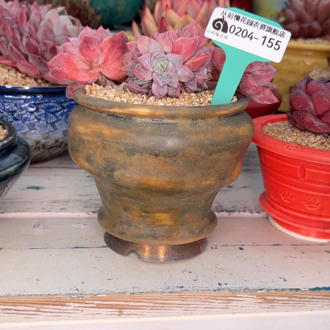 随*?多肉一物一拍0204-155带盆