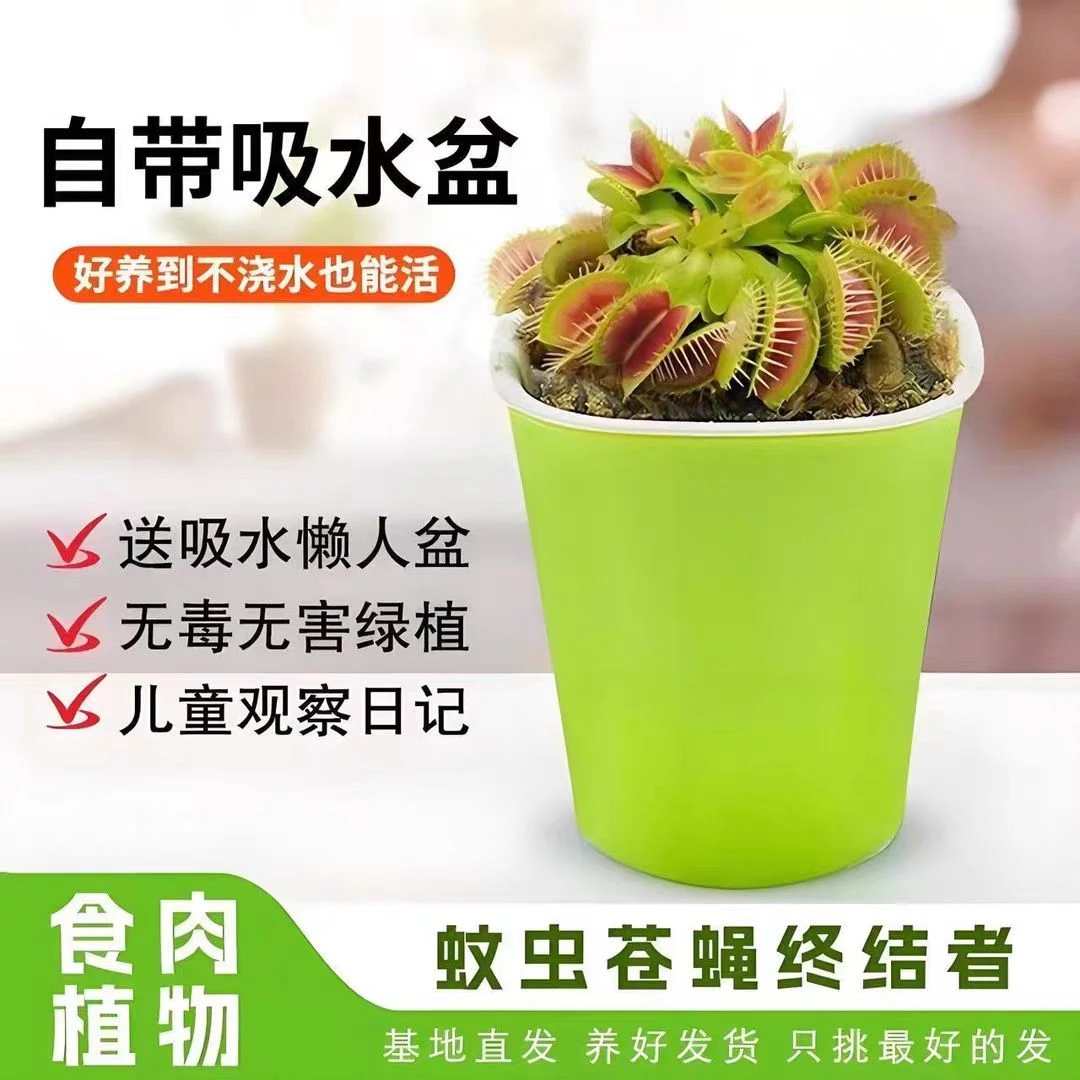 【迷你小盆栽】捕蝇草盆栽夏季水培驱蚊草食虫草猪笼草食人花室内