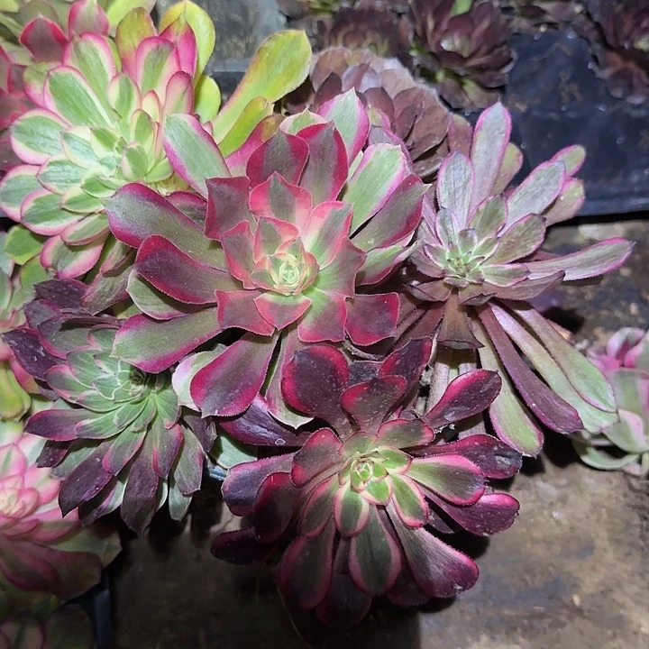 6颗法师不同品种带荔枝单头