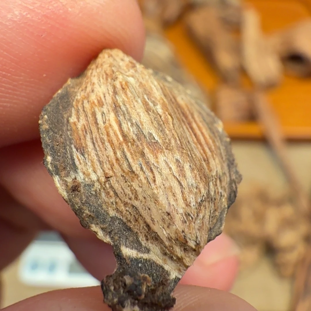 沉香香港虎斑棋沉香