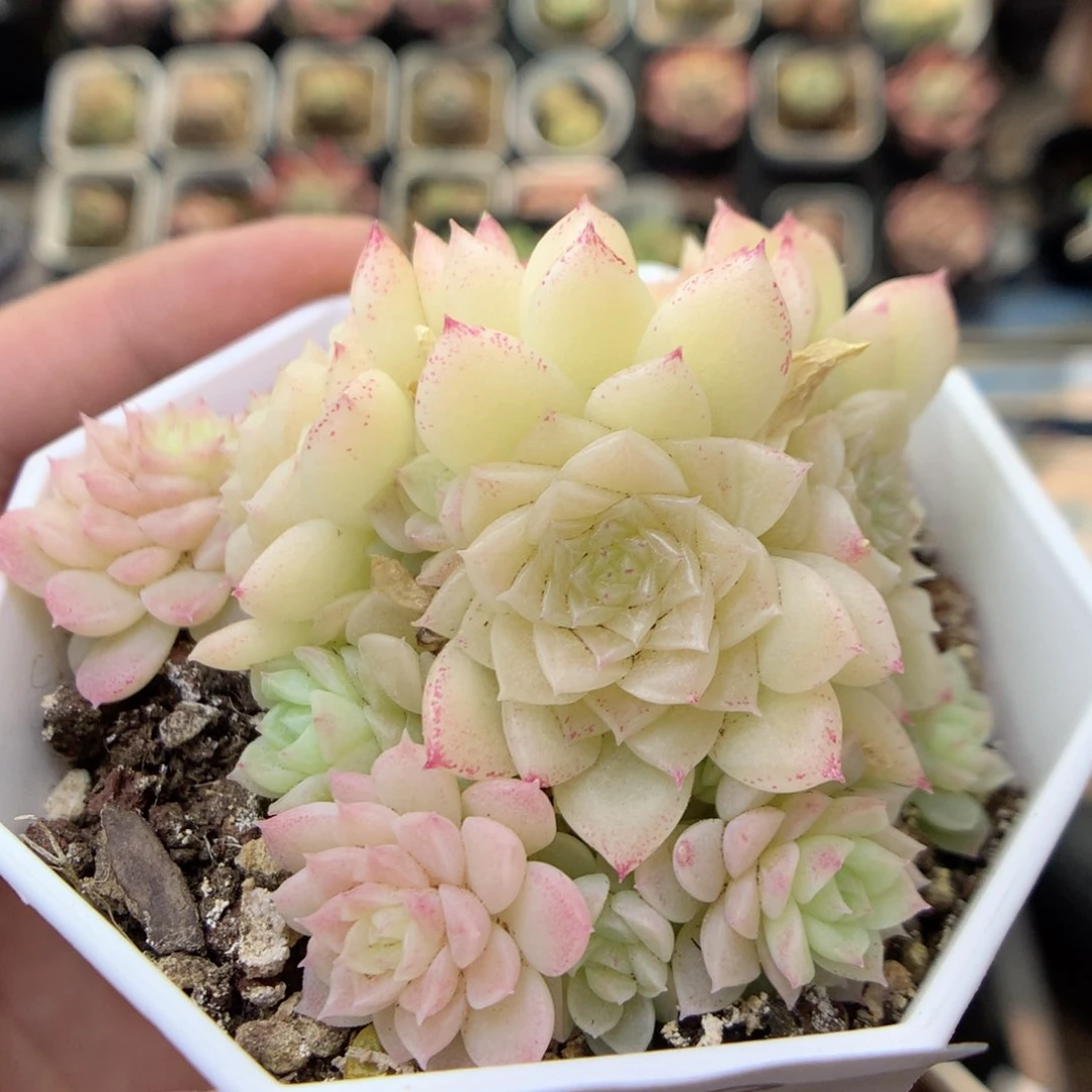 G112 ，20包邮两天凑单偏远地区不发货