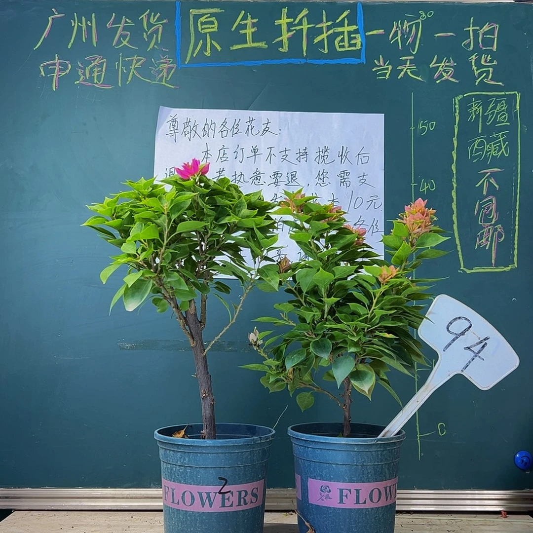 当前无花栽培后可以开花  福利 塔紫 塔橙  94