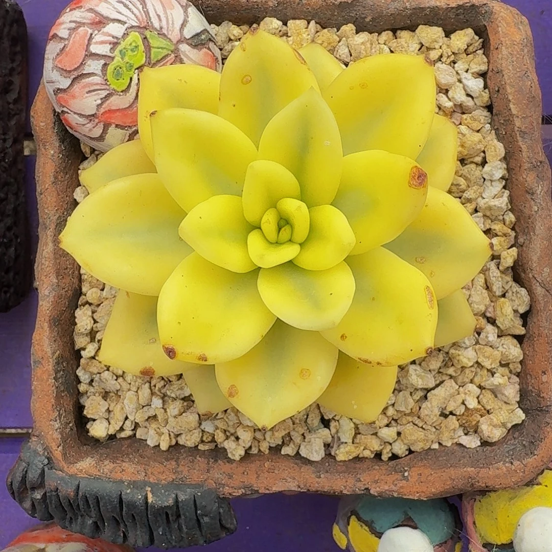 祝之松 锦 一物一拍