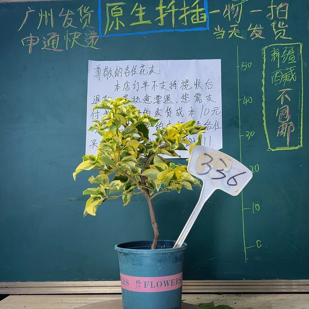 当前无花栽培后可以开花金边黄 336