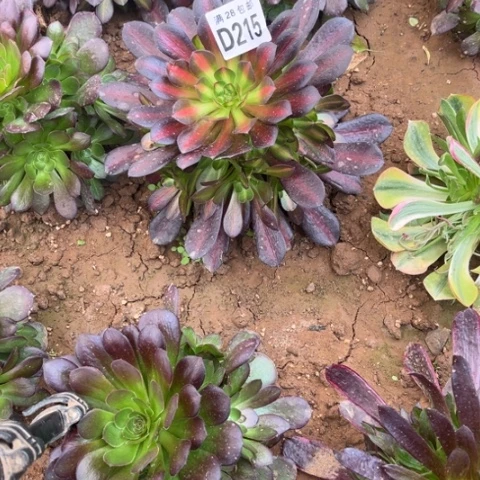 215华纳不包断枝