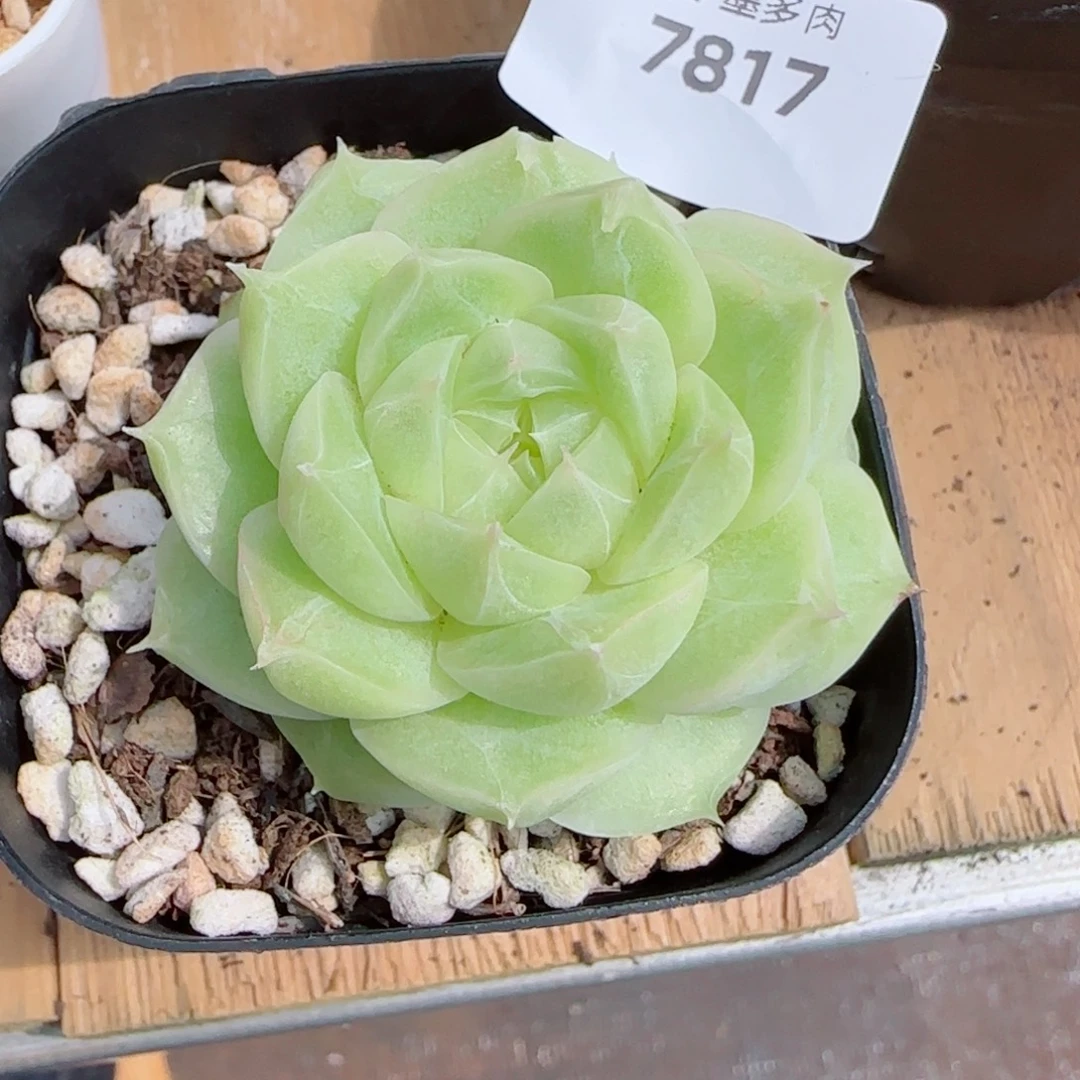 梨花白，7817多肉植物