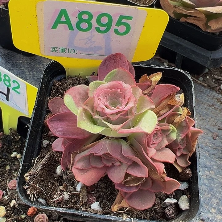 人**晚精品系列山地玫瑰