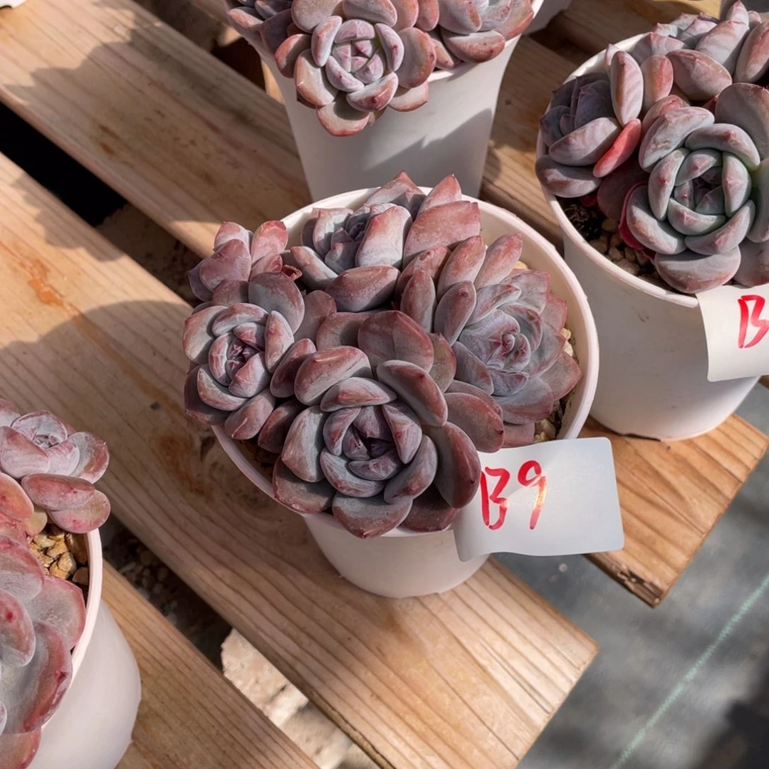 B009静好多肉园艺