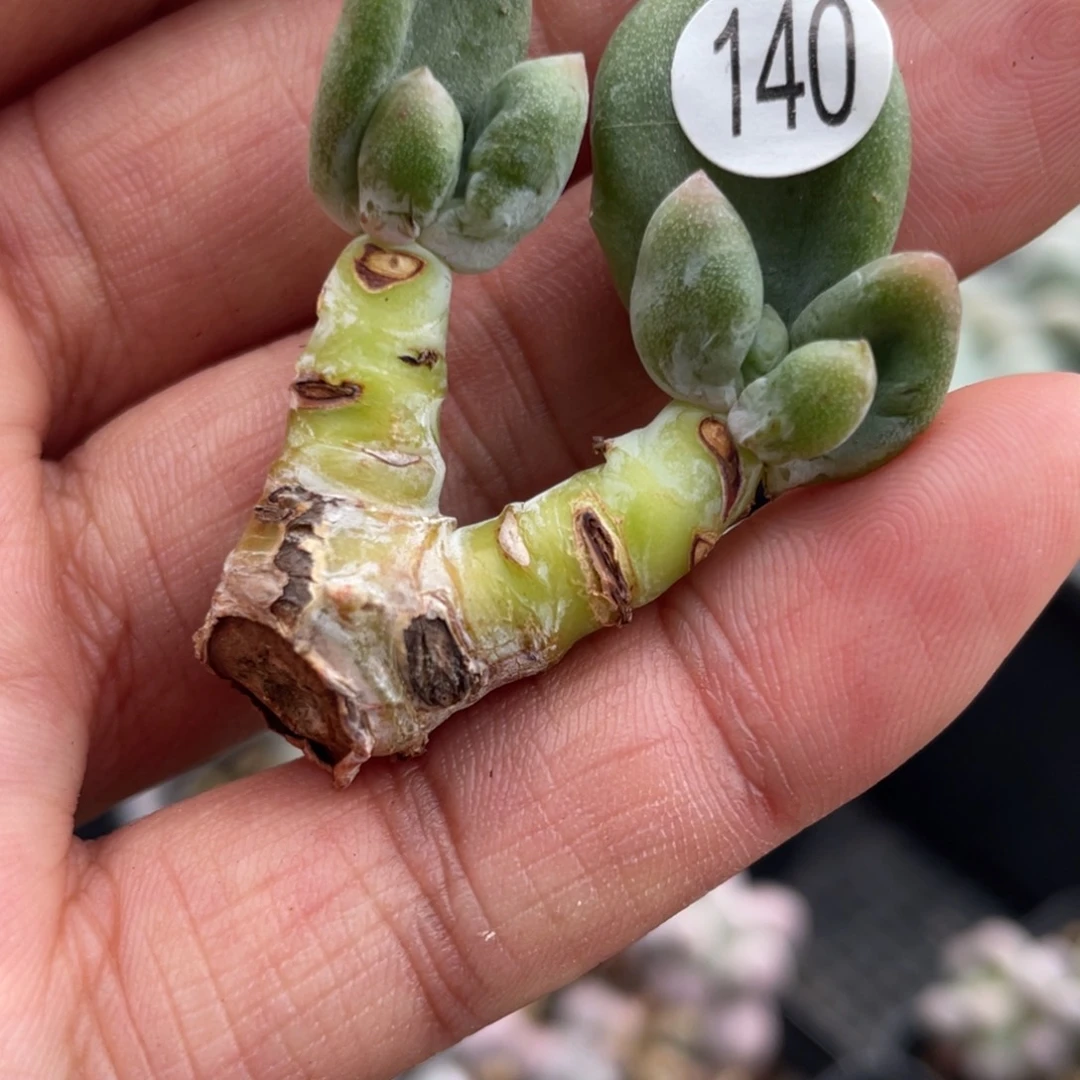 乌里韦亚多肉植物