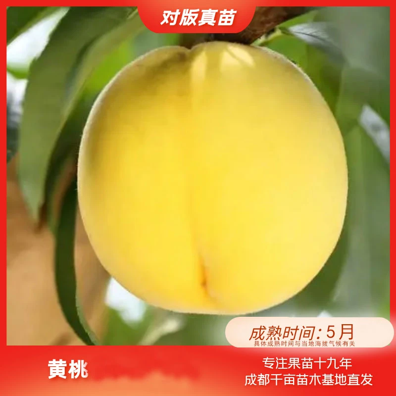 【早熟黄桃裸根苗】裸根嫁接桃树果苗基地可盆栽种植基地直发