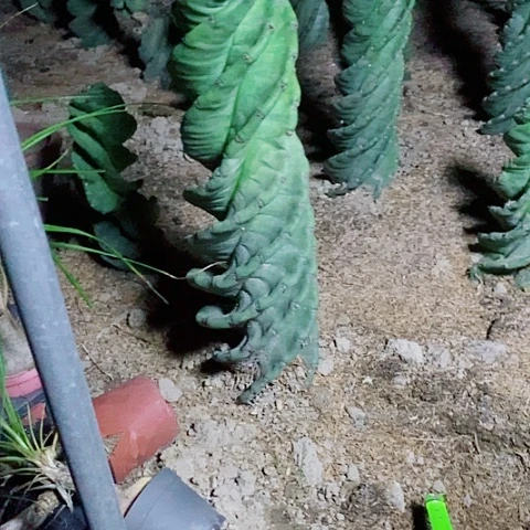 55公分左右脱土发货龙卷风